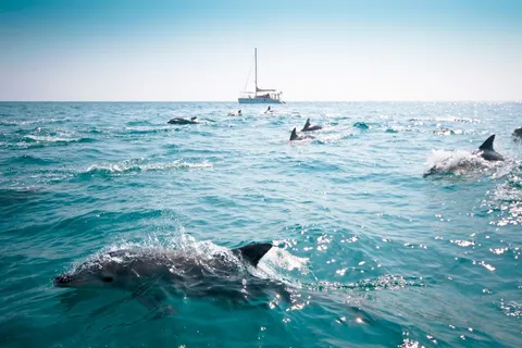 Dolphins Create Invisible Vortices With Their Tails, Helping Them Power Ahead Underwater