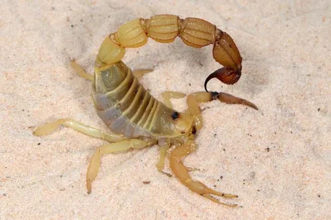 Scorpion Stingers Are Fortified With Metal &mdash; and It May Shape How They Hunt