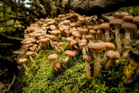 A Fungus That Can Hijack Minds &mdash; and 6 Other Strange Fungal Abilities Experts Are Still Untangling