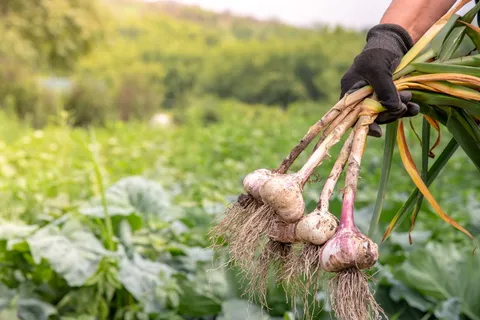Garlic May Stop Mosquitoes and Fruit Flies From Mating, and Could Inspire New Pest Controls