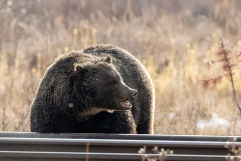 The Boss, Banff’s Celebrity Grizzly Bear, Caused a 1,422-Car Bear Jam — Here’s Why It’s a Problem