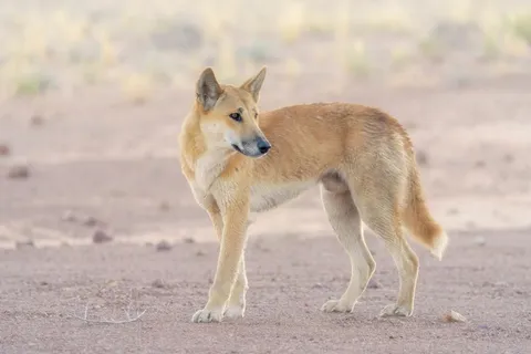 Ancient Dingo Burial Site Reveals a Strong Bond with Indigenous Peoples in Australia