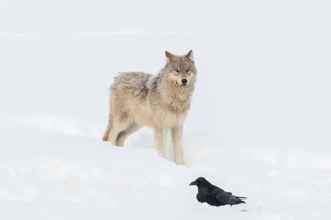Yellowstone Wolf Pup Numbers Fall to a New Low Since Reintroduction, with a Possible Link to Canine Distemper