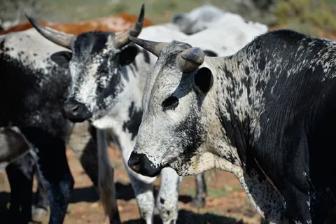 Early Herders Didn&rsquo;t Give Up Hunting and Gathering as Quickly as Previously Thought