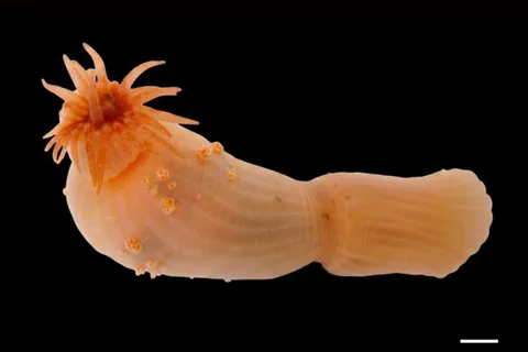 Ocean Census Uncovers 1,121 New Marine Species From Sea Caves to Deep Trenches