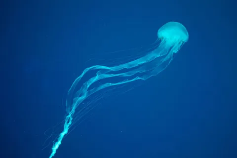New Species of Box Jellyfish Found Off Singapore &mdash; and It&rsquo;s Highly Venomous