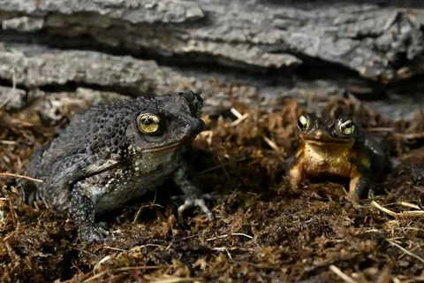 A Chicago Zoo Raised 12,000 Tadpoles to Save One of the World&rsquo;s Rarest Toads &mdash; the Puerto Rican Crested Toad