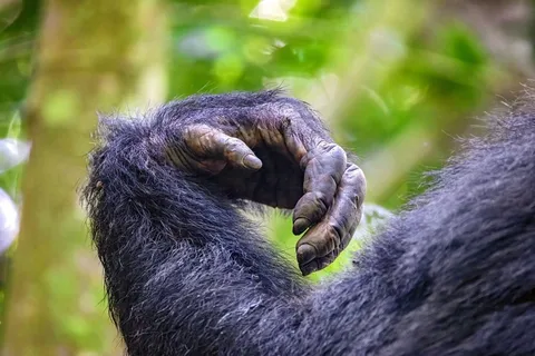 Humans and Chimpanzees Have Surprisingly Similar Wrists &mdash; Both May Trace Back to a Knuckle-Walking Ancestor