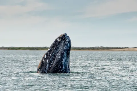 Gray Whales Keep Turning Up in Rivers &mdash; What Is Driving This Strange Behavior?