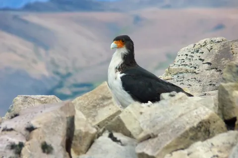 What Birds MV Hondius Passengers May Have Been Looking for at the Ushuaia Landfill