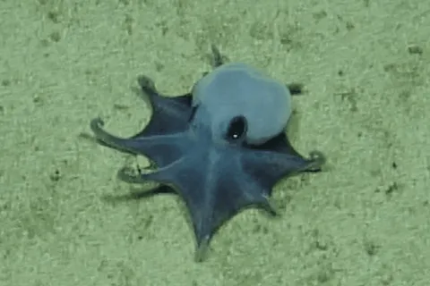 A Tiny Blue Deep-Sea Octopus Near the Gal&aacute;pagos Could Be a New Species
