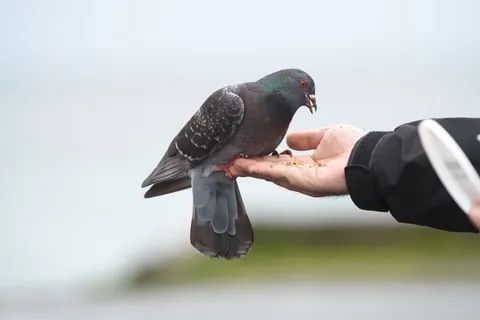 Bronze Age Pigeons May Have Lived Alongside Humans and Been Ritually Eaten 3,000 Years Ago