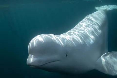 Beluga Whales May Recognize Themselves in Mirrors &mdash; and One Even Returned with a Hoop