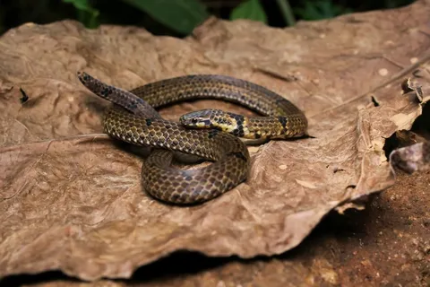 This New &ldquo;Two-Headed&rdquo; Snake Species Has a Tail that Looks Like Its Own Head