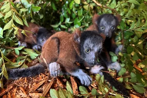 Rare Newborn Lemur Triplets Born in Georgia Are the "Chatterboxes" of the Forest, with Names Tied to Taylor Swift 