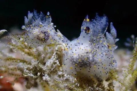 Sesame-Sized Sea Slug Found Off Taiwan Turns Out to Be a New Species