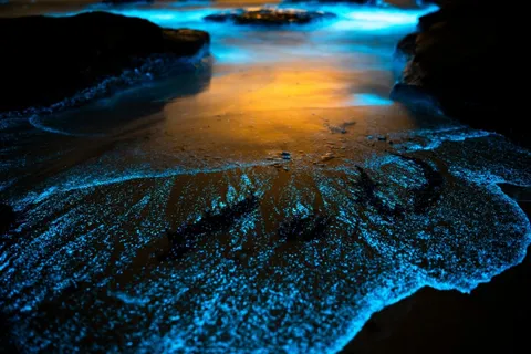 How to Stargaze Without a Telescope, Safely Observe Wildlife on a Hike, and Where to See Bioluminescence in Person