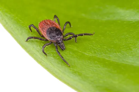 A Lyme Disease Vaccine Could Soon Be Available &mdash; Here's How to Prevent the Disease Until It's Ready&nbsp;