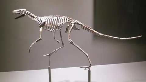 <em>Marasuchus</em> Was Built for Speed &mdash; and 5 Other Facts About the Dinosaur's Ancient Relative&nbsp;