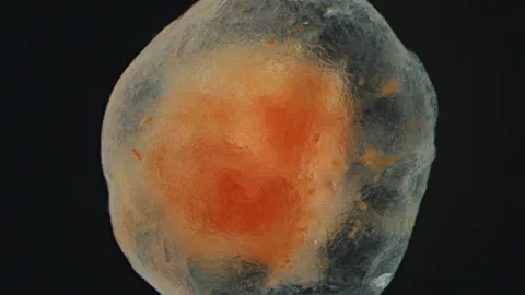 The Ocean’s “Real-Life Zombie” Is a Sea Cucumber Whose Amputated Tissue Survived for Three Years