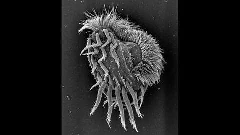 This Single-Celled Organism Turns into a Cannibalistic Predator, Swallowing Its Own Relatives Whole