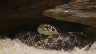 80-Million-Year-Old Snake Fossil From Brazil Offers New Clues to Why These Creatures Started Slithering