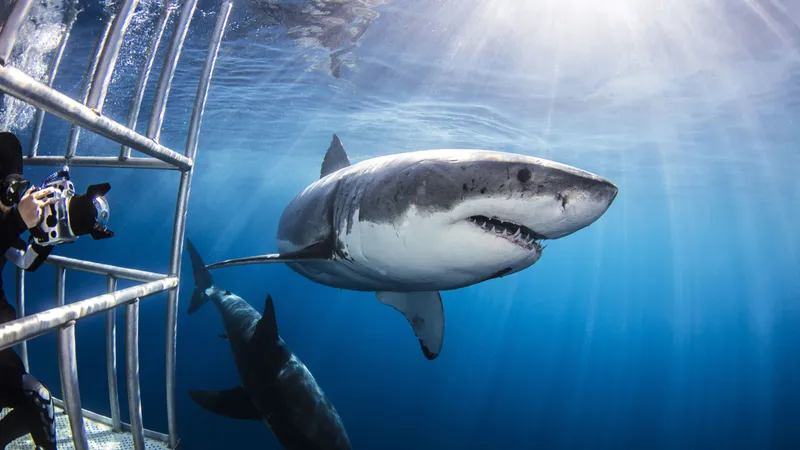  How to watch 'Shark Week' 2026 — schedule, dates & episodes 