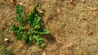  Can you remove stubborn lawn weeds during a heatwave without ruining grass? A lawn care expert reveals all 