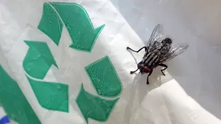  Say goodbye to kitchen trash flies — the one kitchen staple that stops them in their tracks 
