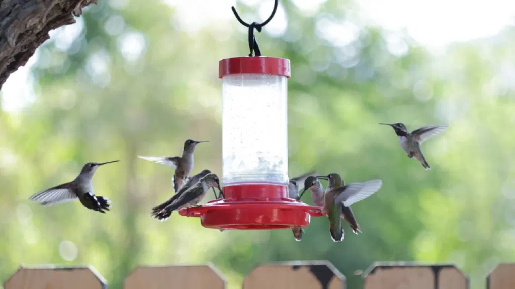 The real reason hummingbirds fight at your feeder (and how to bring peace to your yard)