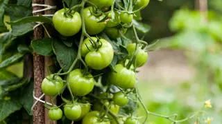  The 3-minute trick to force stubborn green tomatoes to ripen fast 