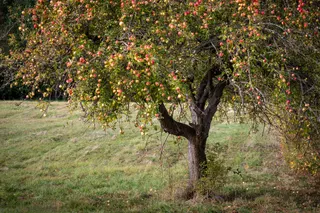  My neighbor's apples are falling in my garden. What should I do? Here’s what the experts say 