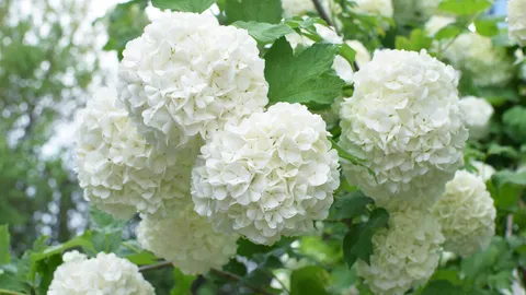 The compact shrub is secretly replacing hydrangeas for better fragrance and easier care (I think it’s a winner)
