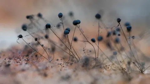  Avoid the fall mold trap: An expert shares what you need to know in September to protect your home 