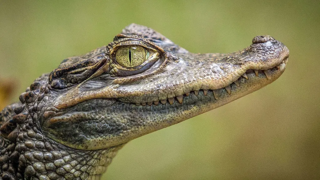 Singapore man faces 10 years in jail after making AI crocodile deepfake