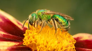  Don’t swat that ‘fly’: 5 safe ways to deter sweat bees from your yard without getting stung 