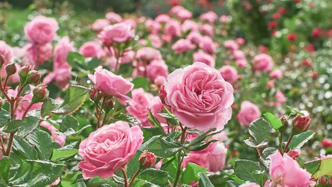 5 reasons why your rose leaves are turning yellow (and how to fix them)