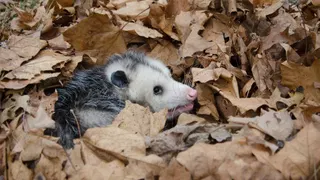  Don’t rake that pile of leaves! It might actually be a hidden opossum nest 