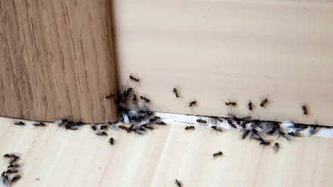 I just discovered the surprising kitchen spot that’s attracting ants — and it’s not your counters