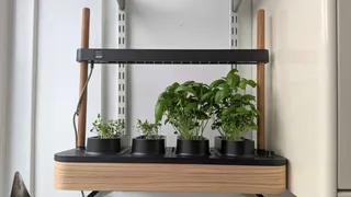  I missed out on sowing season, but I grew my favorite fresh herbs in one week — and it’s a game-changer 