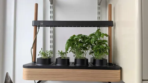  I missed out on sowing season, but I grew my favorite fresh herbs in one week — and it’s a game-changer 