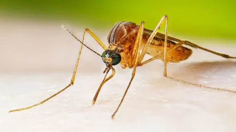  Google wants to release 64 million bacteria-riddled mosquitoes across California and Florida. Here’s why scientists are enthusiastic. 