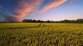  Farmer ends up killing 25 acres of his crops after trusting AI on herbicide advice 