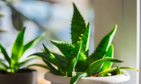 Why is my aloe turning yellow? How to stop killing the world’s easiest houseplant with one 3-second test