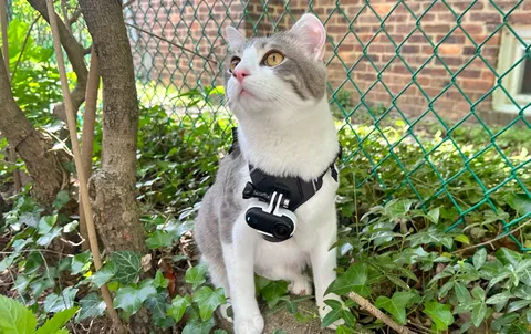  I put an action cam on my cat and let him roam wild — here's what he saw 