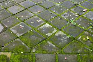  Forget vinegar — I’ve just found a new cleaning solution to get rid of moss on my concrete patio in minutes 