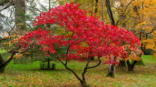  3 essential fall jobs to protect young trees before the first cold snap 