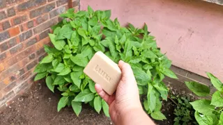  Here’s why gardeners are putting a bar of soap by tomato plants this summer (yes, really) 