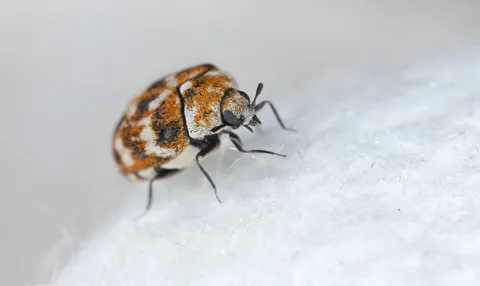 The hidden ways carpet beetles get inside your home — and how to spot them