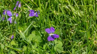  Those pretty purple flowers are secretly destroying your lawn — here's why wild violets outsmart every weed killer and what actually works 